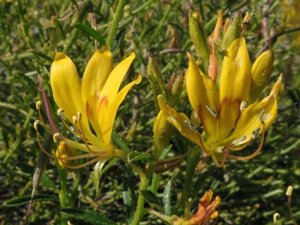 Cleome uncifera
Tickweed (Eng)
Trefwoorden: Plant;Cleomaceae;Bloem;geel