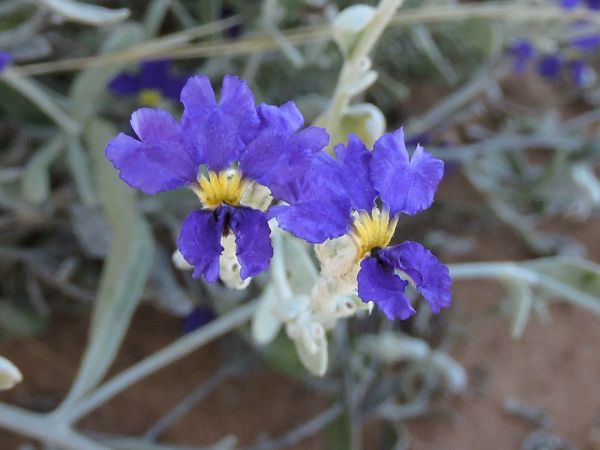 Dampiera incana
Hoary Dampiera (Eng)
Trefwoorden: Plant;Goodeniaceae;Bloem;blauw