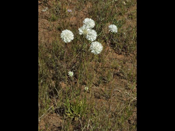 Cephalipterum drummondii
Pom Pom Everlasting, Paper Daisy (Eng) - white type
Trefwoorden: Plant;Asteraceae;Bloem;wit