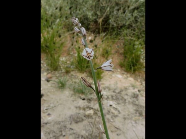 Asphodelus fistulosus
Common Onion Weed (Eng)
Trefwoorden: Plant;Asphodelaceae;Bloem;wit