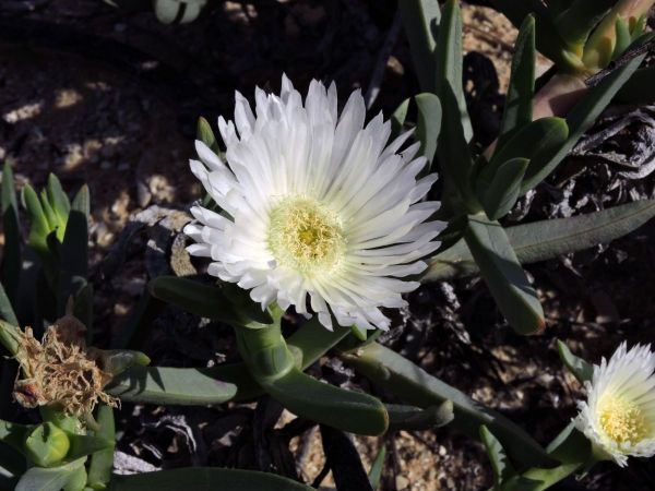 Carpobrotus rossii
Karkalla, Pig Face (Eng) - white type
Trefwoorden: Plant;Aizoaceae;Bloem;wit