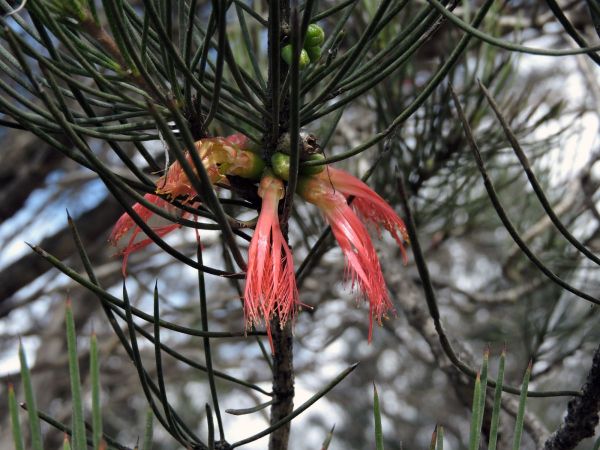 Calothamnus sanguineus
Silky-leaved Bloodflower (Eng)
Trefwoorden: Plant;Myrtaceae;Bloem;rood