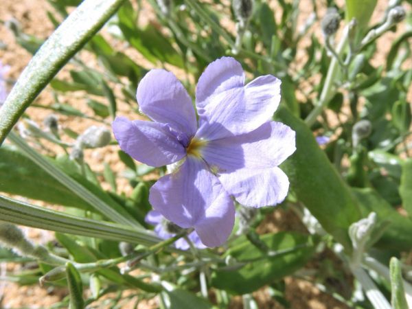 Dampiera; D. linearis
Common Dampiera (Eng)
Trefwoorden: Plant;Goodeniaceae;Bloem;blauw