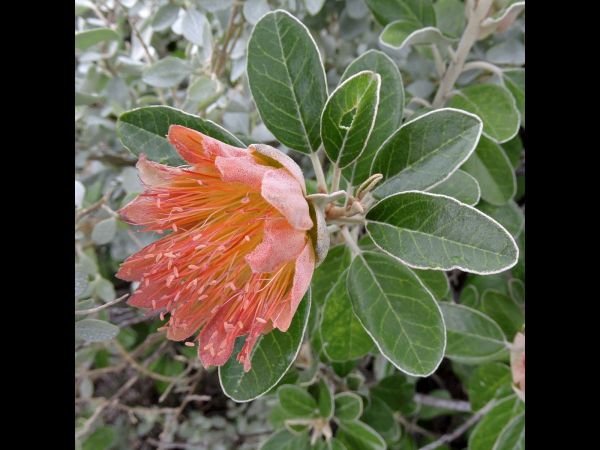 Diplolaena grandiflora
Murchison's Rose, Wild Rose, Tamala Rose (Eng)
Trefwoorden: Plant;Rutaceae;Bloem;oranje;rood