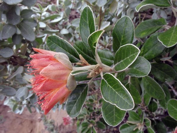 Diplolaena grandiflora
Murchison's Rose, Wild Rose, Tamala Rose (Eng)
Trefwoorden: Plant;Rutaceae;Bloem;oranje;rood