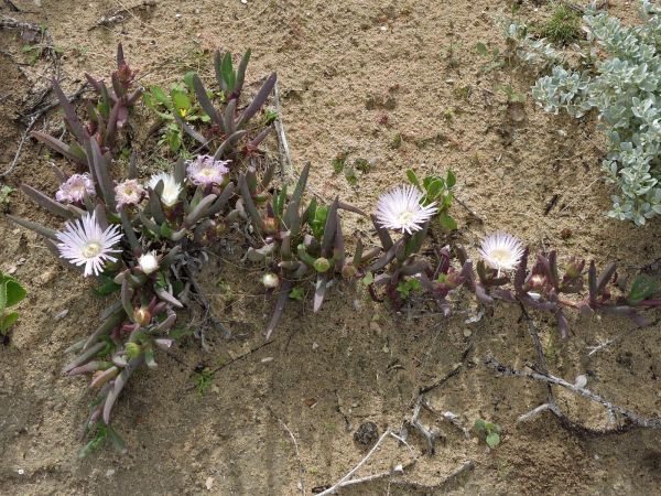 Carpobrotus; C. virescens
Coastal Pig Face (Eng) - white type
Trefwoorden: Plant;Aizoaceae;Bloem;wit;roze