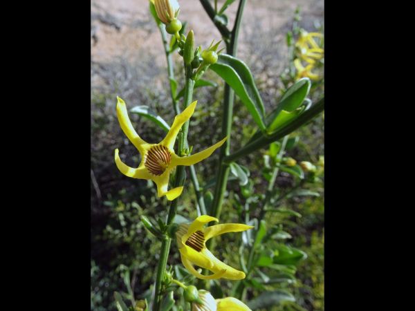 Anthocercis littorea
Yellow Tailflower (Eng)
Trefwoorden: Plant;Solanaceae;Bloem;geel