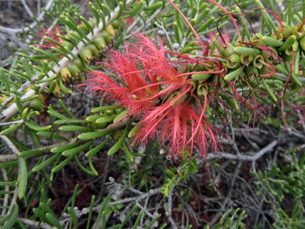 Calothamnus quadrifidus
One-sided Bottlebrush (Eng)
Trefwoorden: Plant;Myrtaceae;Bloem;rood