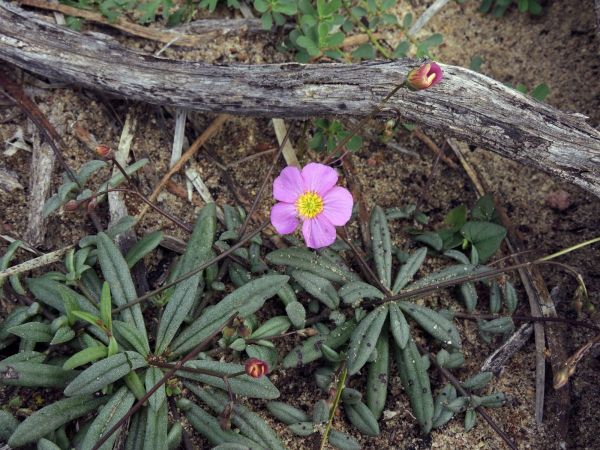 Calandrinia; C. remota
Parakeelya (Eng)
Trefwoorden: Plant;Montiaceae;Bloem;roze