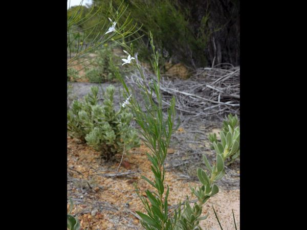 Cyphanthera racemosa
Large white Tailflower (Eng)
Trefwoorden: Plant;Solanaceae;Bloem;wit
