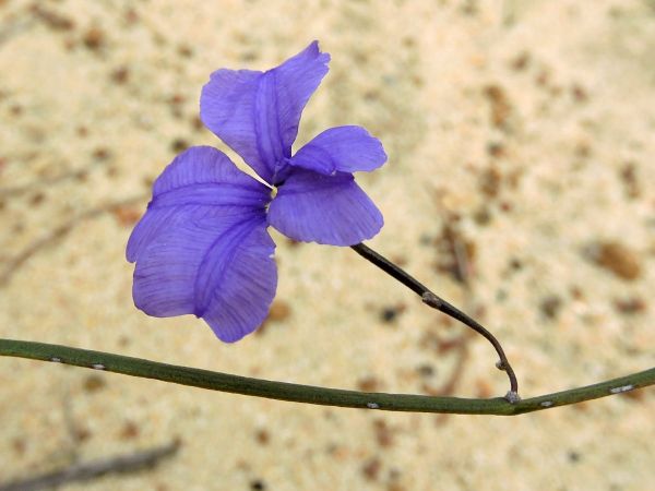 Dampiera lindleyi
Trefwoorden: Plant;Goodeniaceae;Bloem;blauw