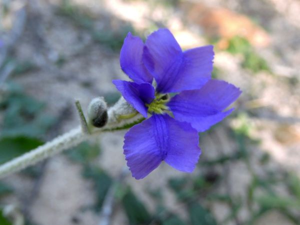 Dampiera altissima
Tall Dampiera (Eng)
Trefwoorden: Plant;Goodeniaceae;Bloem;blauw