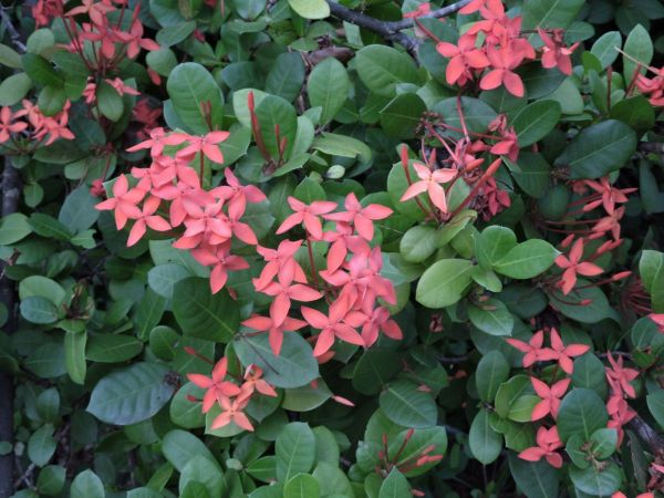 Ixora coccinea
Dwarf Orange Ixora, Jungle Flame (Eng)
Trefwoorden: Plant;Rubiaceae;Bloem;rood