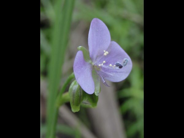 Murdannia graminea
Grass Lily (Eng)
Trefwoorden: Plant;Commelinaceae;Bloem;blauw