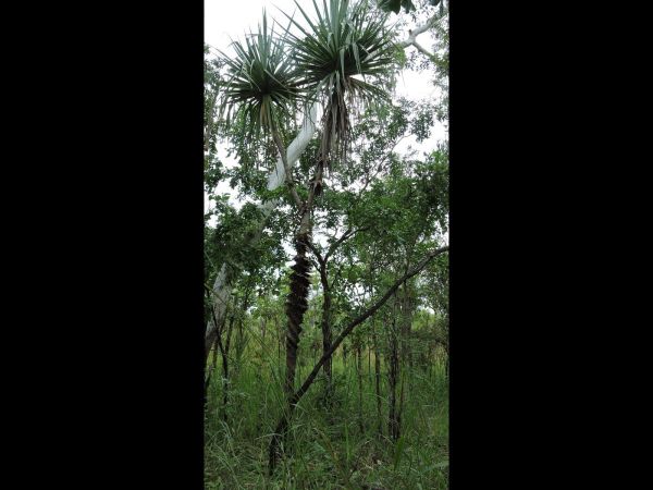 Pandanus spiralis
Screw Palm (Eng)
Keywords: Plant;Boom;Pandanaceae