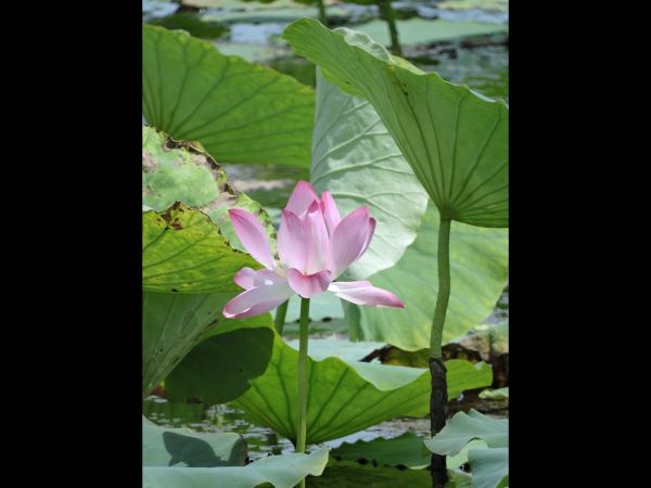 Nelumbo nucifera
Lotus (Eng)
Trefwoorden: Plant;Nelumbonaceae;waterplant;Bloem;roze