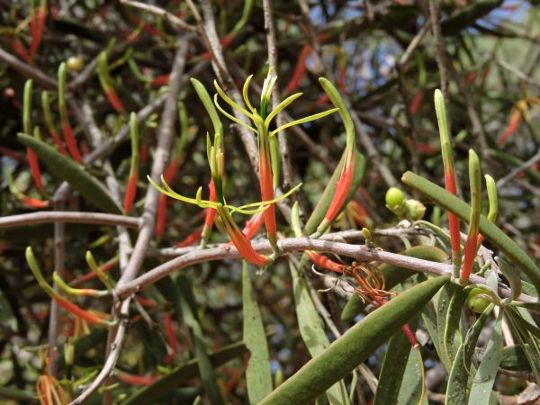 Lysiana exocarpi
Harlequin Mistletoe (Eng)
Trefwoorden: Plant;Loranthaceae;Bloem;groen;rood