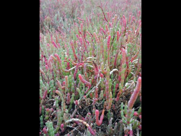 Sarcocornia quinqueflora
Beaded Glasswort (Eng)
Trefwoorden: Plant;Amaranthaceae