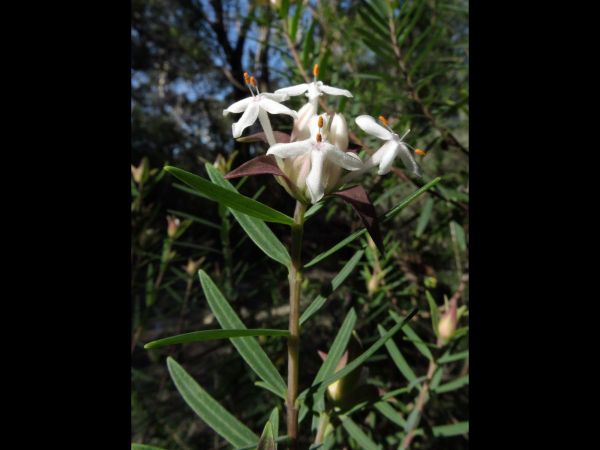 Pimelea linifolia
Queen-of-the-bush, Slender Riceflower (Eng)
Trefwoorden: Plant;Thymelaeaceae;Bloem;wit