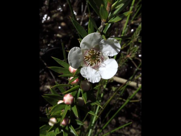 Leptospermum squarrosum
Pink Tea Tree (Eng)
Trefwoorden: Plant;Myrtaceae;Bloem;roze;wit