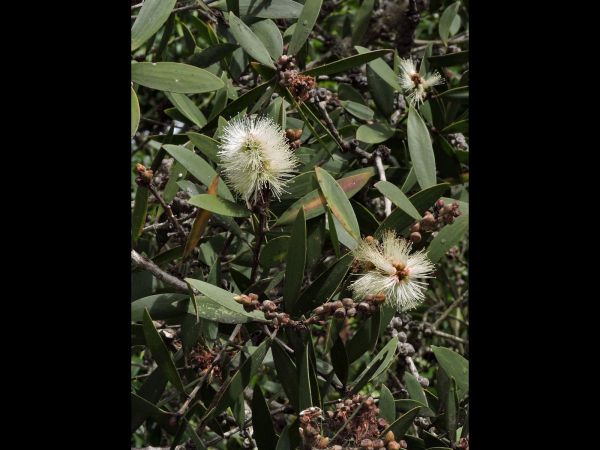 Melaleuca quinquenervia
Paper Bark (Eng)
Trefwoorden: Plant;Myrtaceae;Boom;Bloem;wit