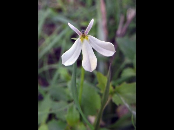 Pratia purpurascens
White Root (Eng)
Trefwoorden: Plant;Campanulaceae;Bloem;purper;wit