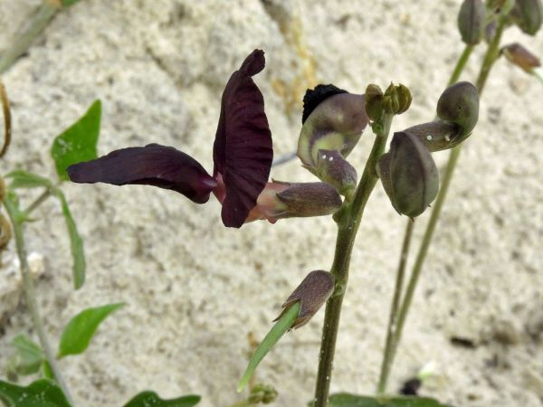 Macroptilium atropurpureum
Siratro, Purple Bush-Bean (Eng)
Trefwoorden: Plant;Fabaceae;Bloem;rood