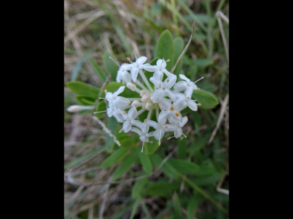 Pimelea linifolia
Queen-of-the-bush, Slender Riceflower (Eng)
Trefwoorden: Plant;Thymelaeaceae;Bloem;wit