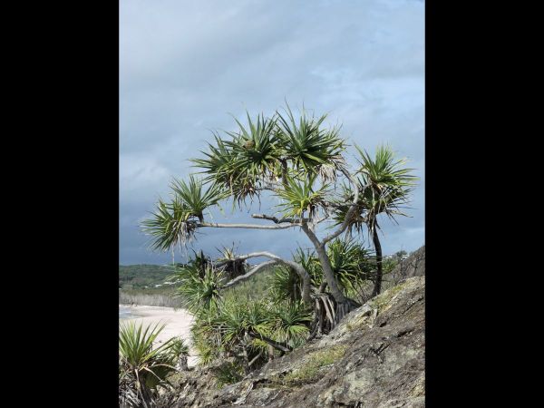 Pandanus tectorius
Tahitian screwpine (Eng)
Keywords: Plant;Boom;Pandanaceae;vrucht