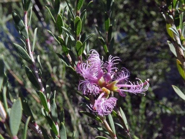 Melaleuca thymifolia
Thyme Honey-myrtle (Eng)
Trefwoorden: Plant;Myrtaceae;Bloem;purper