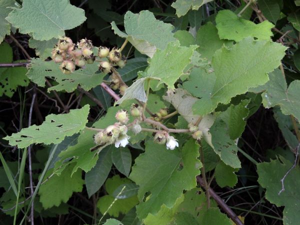 Rubus; R. moluccanus
Molucca Bramble, Broad-leaf Bramble (Eng)
Trefwoorden: Plant;Rosaceae;Bloem;wit;roze