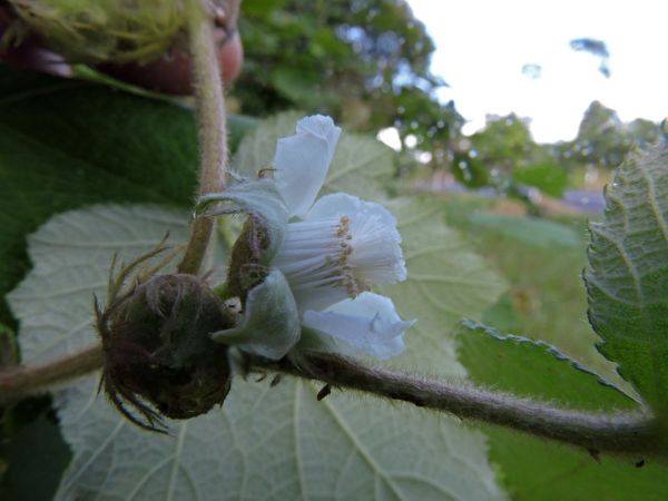Rubus; R. moluccanus
Molucca Bramble, Broad-leaf Bramble (Eng)
Trefwoorden: Plant;Rosaceae;Bloem;wit;roze