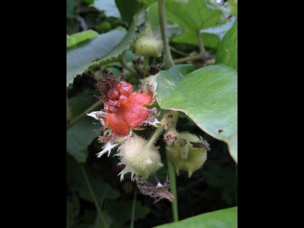 Rubus; R. moluccanus
Molucca Bramble, Broad-leaf Bramble (Eng) - fruit
Trefwoorden: Plant;Rosaceae;vrucht