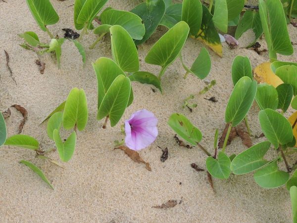 Ipomoea pes-caprae
Beach Morning Glory (Eng)
Trefwoorden: Plant;Convolvulaceae;Bloem;purper