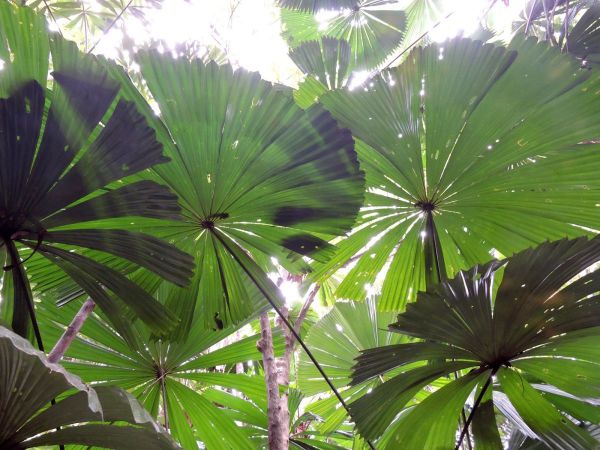 Licuala ramsayi
Australian Fan Palm (Eng)
Keywords: Plant;Boom;Arecaceae