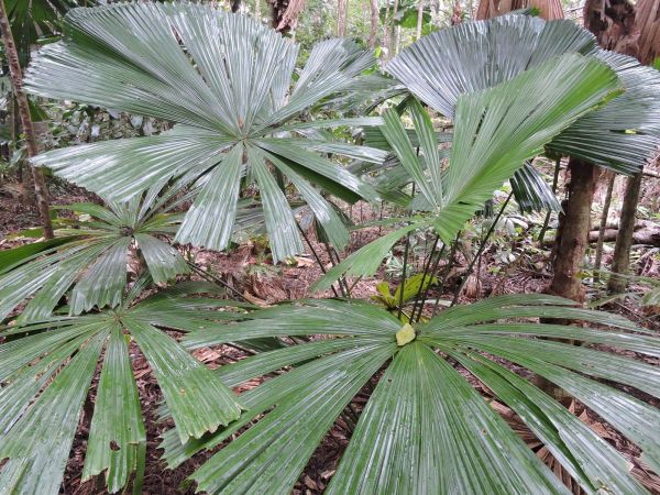 Licuala ramsayi
Australian Fan Palm (Eng)
Trefwoorden: Plant;Boom;Arecaceae