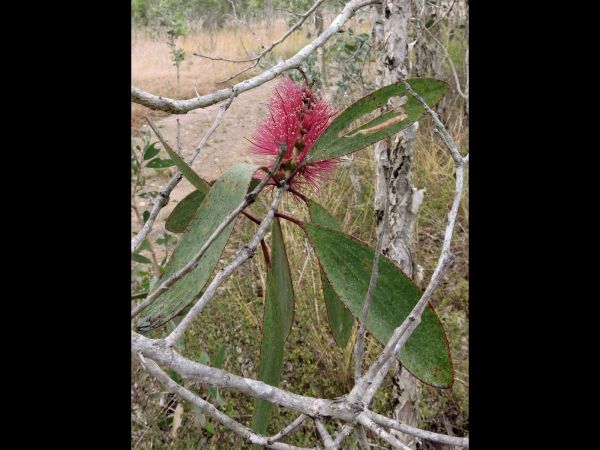 Melaleuca viridiflora
Broad-leaved Paperbark (Eng)
Trefwoorden: Plant;Boom;Myrtaceae;Bloem;rood