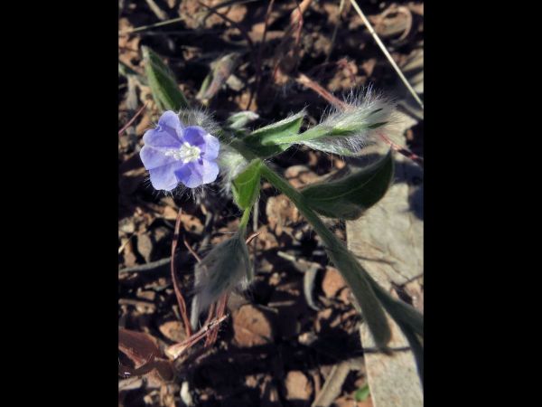 Evolvulus alsinoides villosicalyx
Dwarf Morning Glory (Eng)
Trefwoorden: Plant;Convolvulaceae;Bloem;blauw