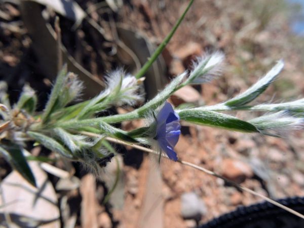 Evolvulus alsinoides villosicalyx
Dwarf Morning Glory (Eng)
Trefwoorden: Plant;Convolvulaceae;Bloem;blauw