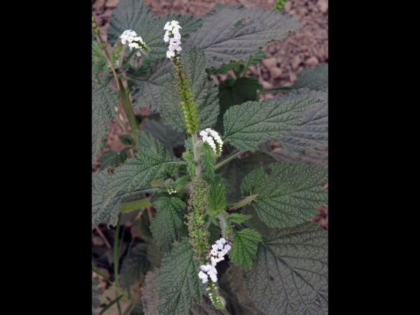 Heliotropium indicum
Indian Heliotrope (Eng)
Trefwoorden: Plant;Boraginaceae;Bloem;purper;wit