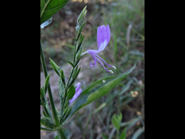 Hypoestes floribunda
Native Holly (Eng)
Trefwoorden: Plant;Acanthaceae;Bloem;purper;wit