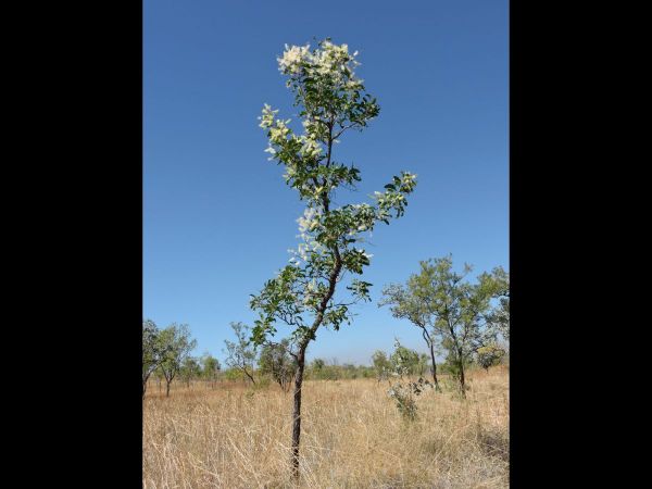 Grevillea mimosoides
Caustic Bush, Tar Grevillea (Eng)
Trefwoorden: Plant;Proteaceae;Bloem;wit