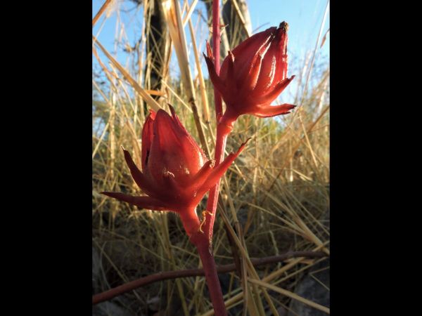 Hibiscus sabdariffa
Roselle (Eng) - capsules
Trefwoorden: Plant;Malvaceae;vrucht