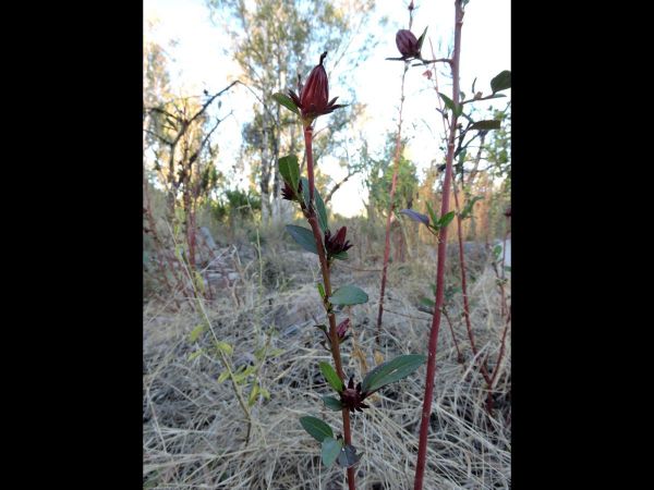 Hibiscus sabdariffa
Roselle (Eng) - with capsules
Trefwoorden: Plant;Malvaceae;vrucht