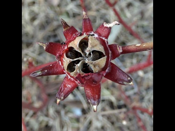 Hibiscus sabdariffa
Roselle (Eng) - capsules
Keywords: Plant;Malvaceae;vrucht
