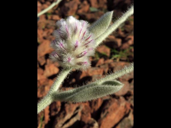 Ptilotus obovatus
Silvertails (Eng)
Trefwoorden: Plant;Amaranthaceae;Bloem;roze