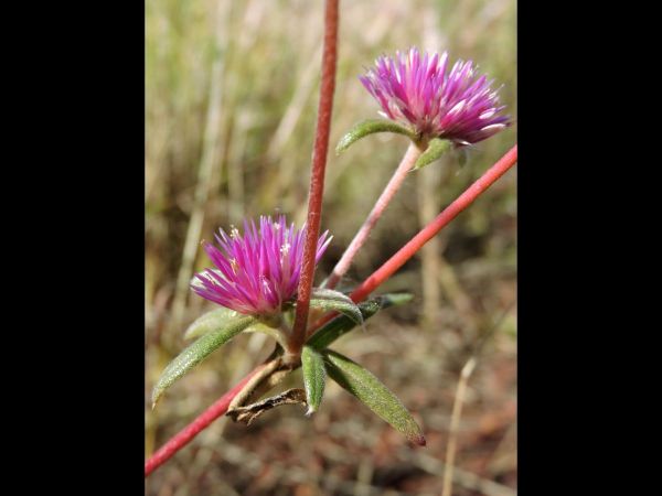 Gomphrena canescens
Batchelor's Buttons (Eng)
Trefwoorden: Plant;Amaranthaceae;Bloem;roze