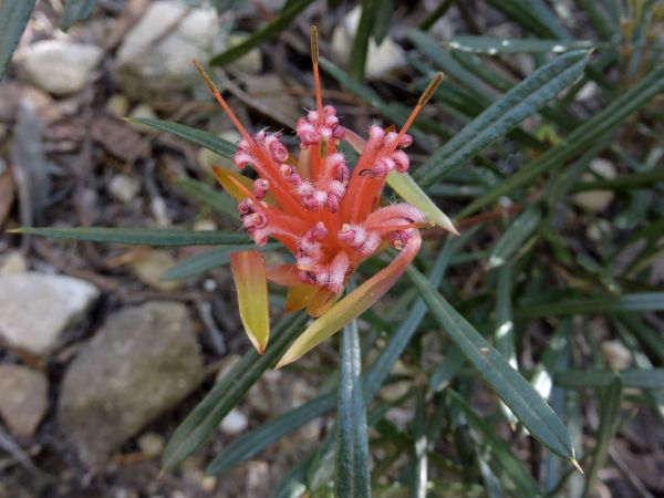 Lambertia formosa
Mountain Devil (Eng)
Trefwoorden: Plant;Proteaceae;Bloem;rood
