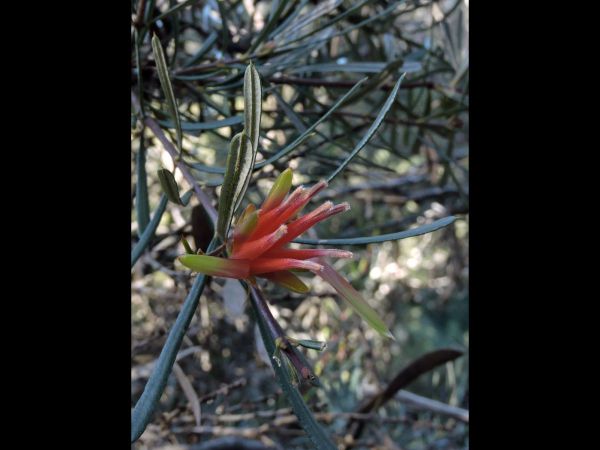 Lambertia formosa
Mountain Devil (Eng)
Trefwoorden: Plant;Proteaceae;Bloem;rood