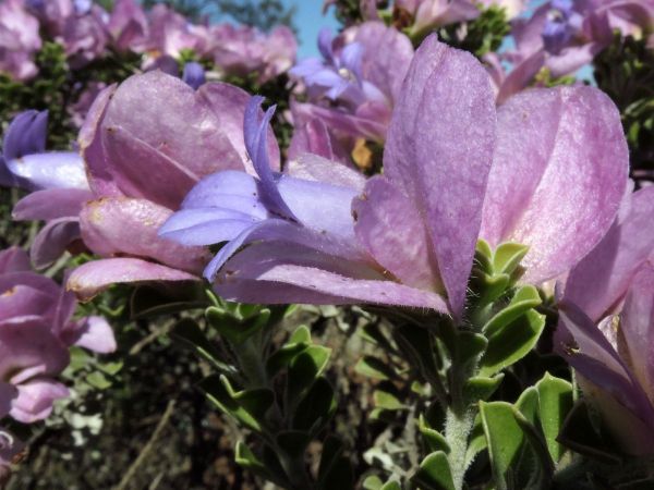 Eremophila cuneifolia
Pinyuru (Eng)
Trefwoorden: Plant;Scrophulariaceae;Bloem;roze;purper;blauw